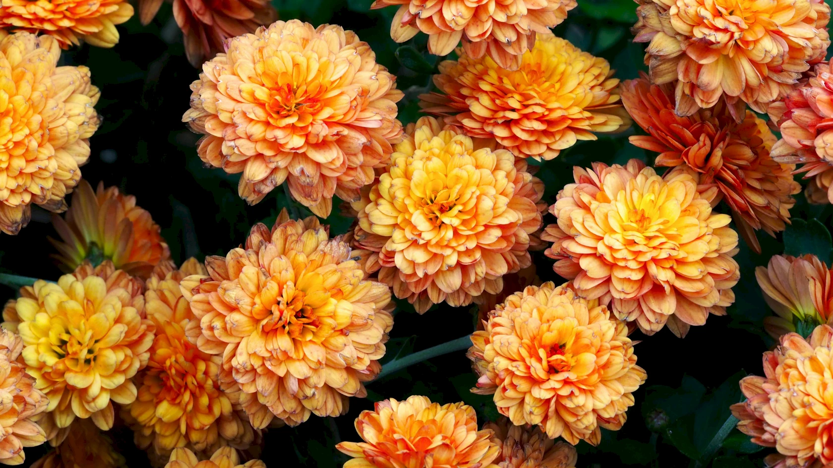 Blüten von orangenen Chrysanthemen.
